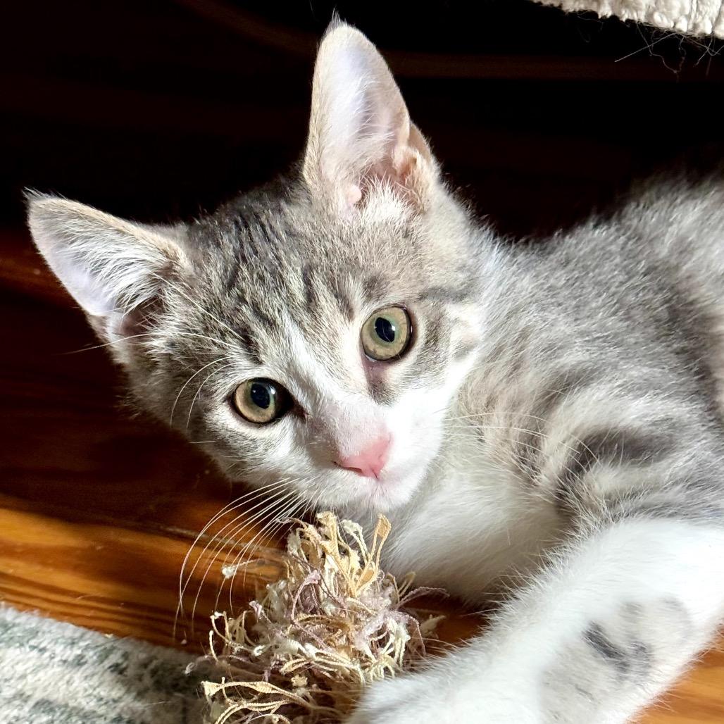 Enlarge Spicy Meatball, a Adoptable Domestic Short Hair in Richmond, VA image 2/3