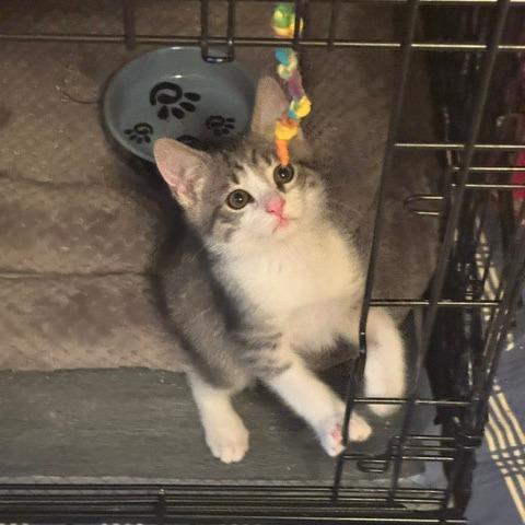 Enlarge Spicy Meatball, a Adoptable Domestic Short Hair in Richmond, VA image 3/3