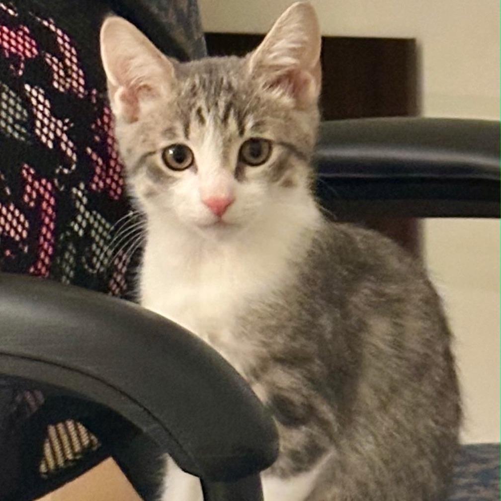 Spicy Meatball, a Adoptable Domestic Short Hair in Richmond, VA image 5/6