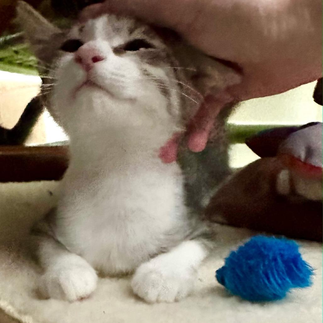 Spicy Meatball, a Adoptable Domestic Short Hair in Richmond, VA image 6/6