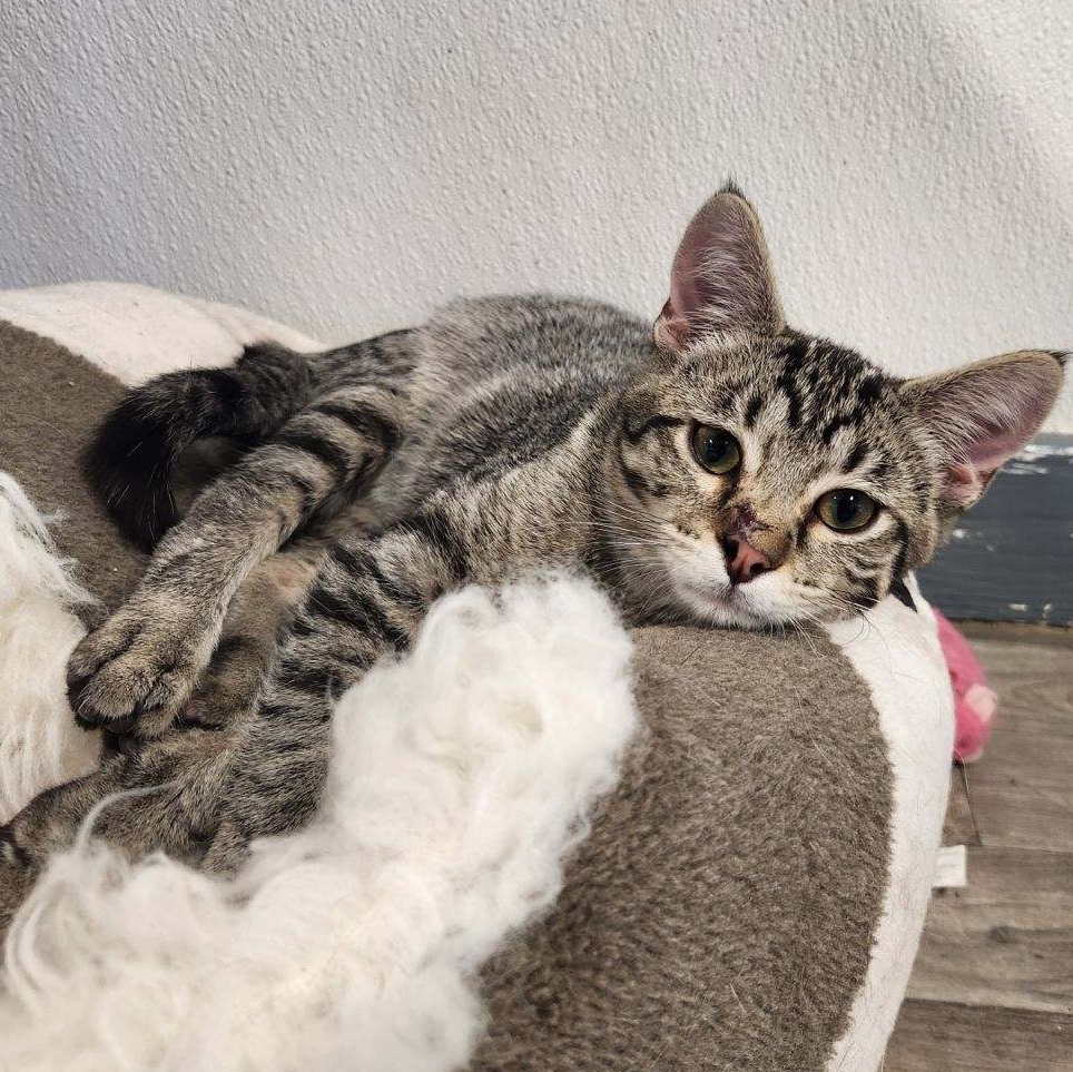 Kobe, Adoptable, Kitten Male Domestic Short Hair.