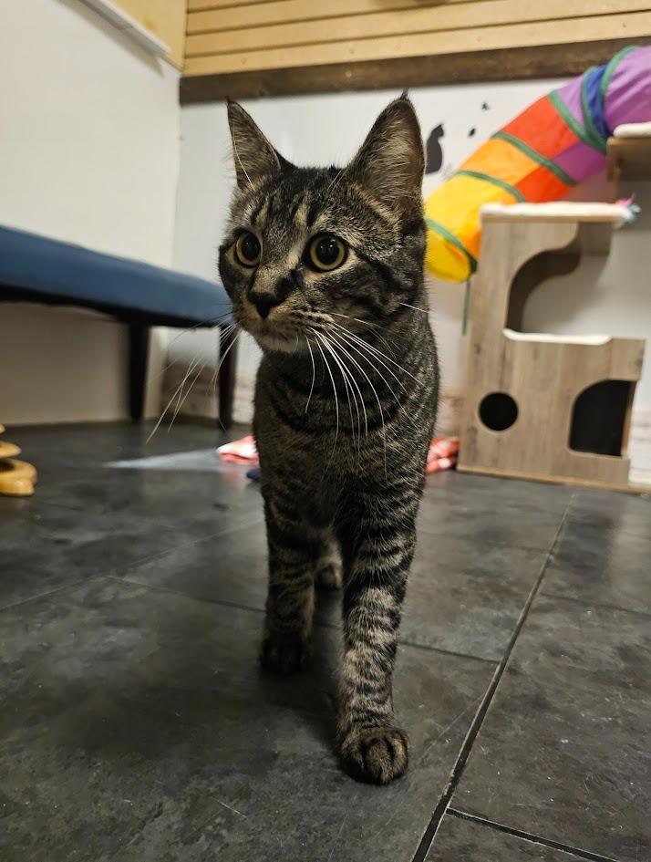 Lily, Adoptable, Young Female Domestic Short Hair.