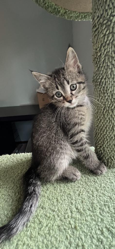 Enlarge Lily, a Adoptable mixed breed in Maple Grove, MN image 1/1