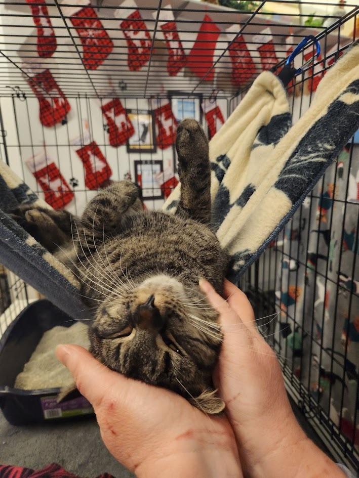 Enlarge Lily, a Adoptable mixed breed in Maple Grove, MN image 2/3