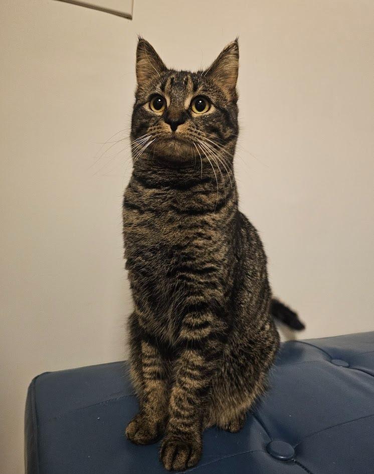 Lily, Adoptable, Young Female Domestic Short Hair.