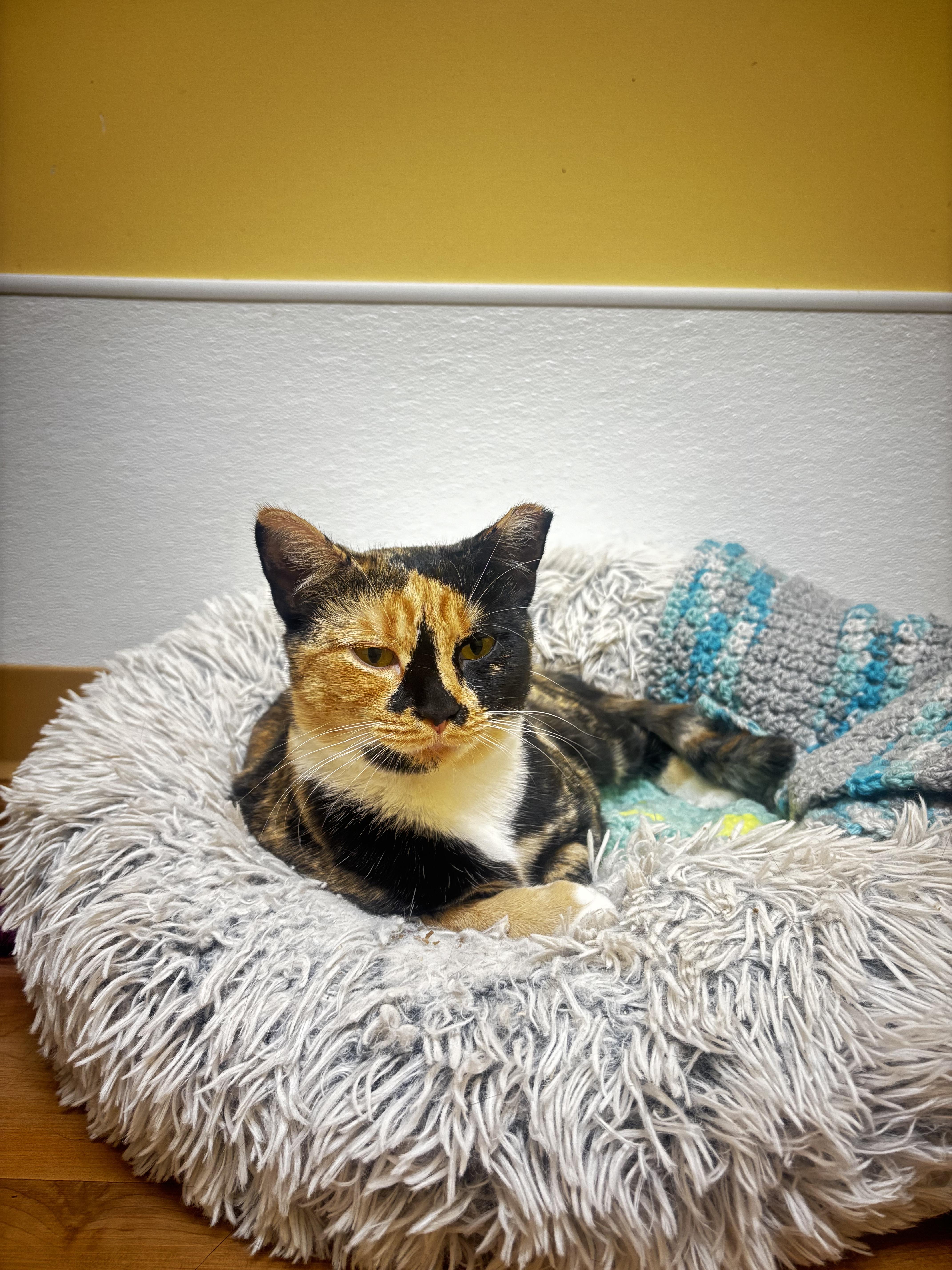 Enlarge Holly, a Adoptable Domestic Short Hair in Towanda, PA image 1/1