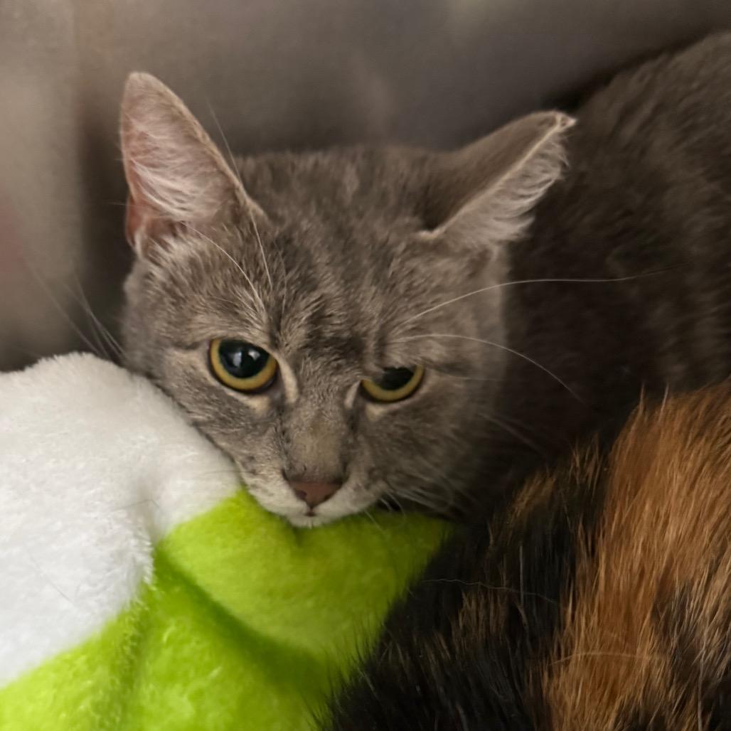 Enlarge Booboo, a Adoptable American Shorthair in Galveston, TX image 1/1