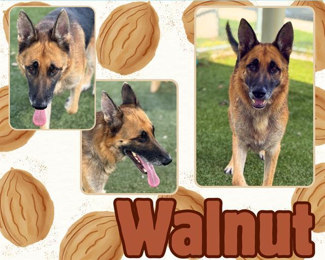 Enlarge WALNUT, a Adoptable German Shepherd Dog in Pearland, TX image 1/1