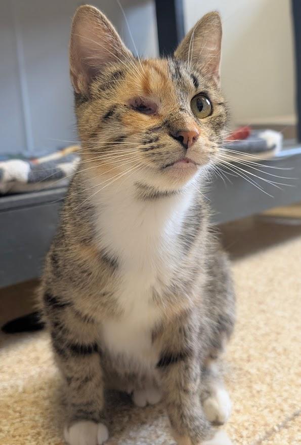 Skyler, ADOPTABLE, Adult Female Calico.