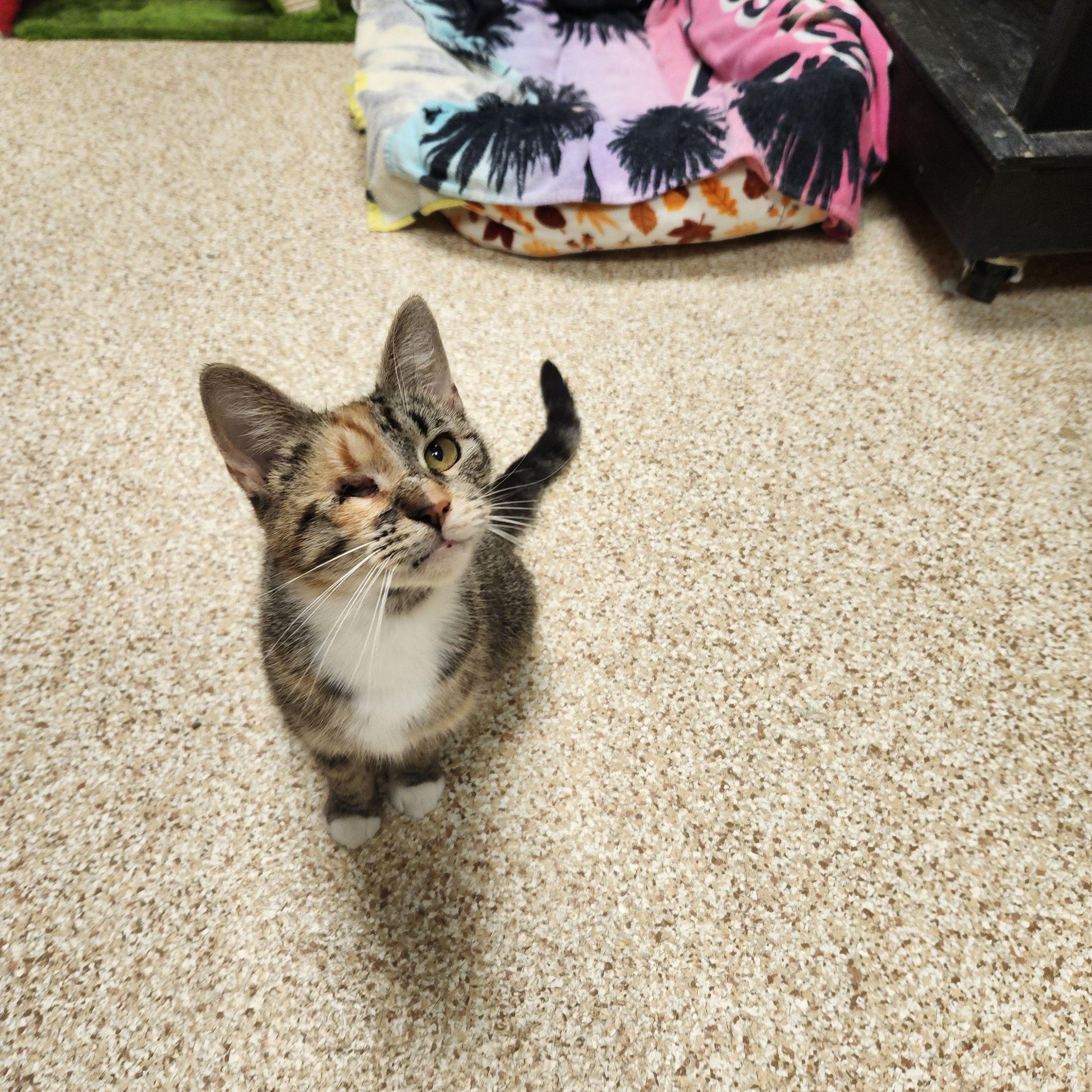 Enlarge Skyler, a ADOPTABLE mixed breed in Waupun, WI image 3/4