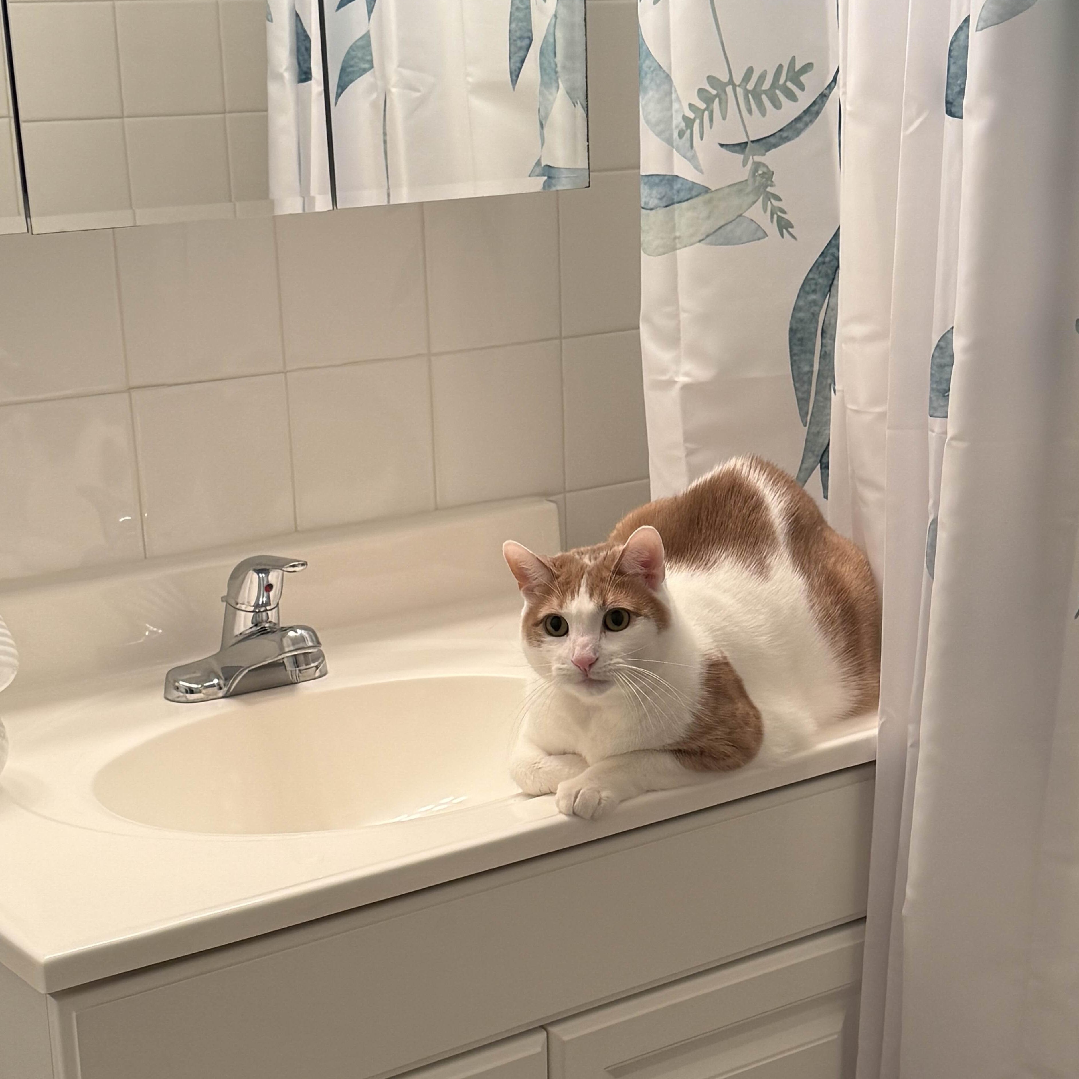 Marmalade, a Adoptable Domestic Short Hair in Florham Park, NJ image 4/6