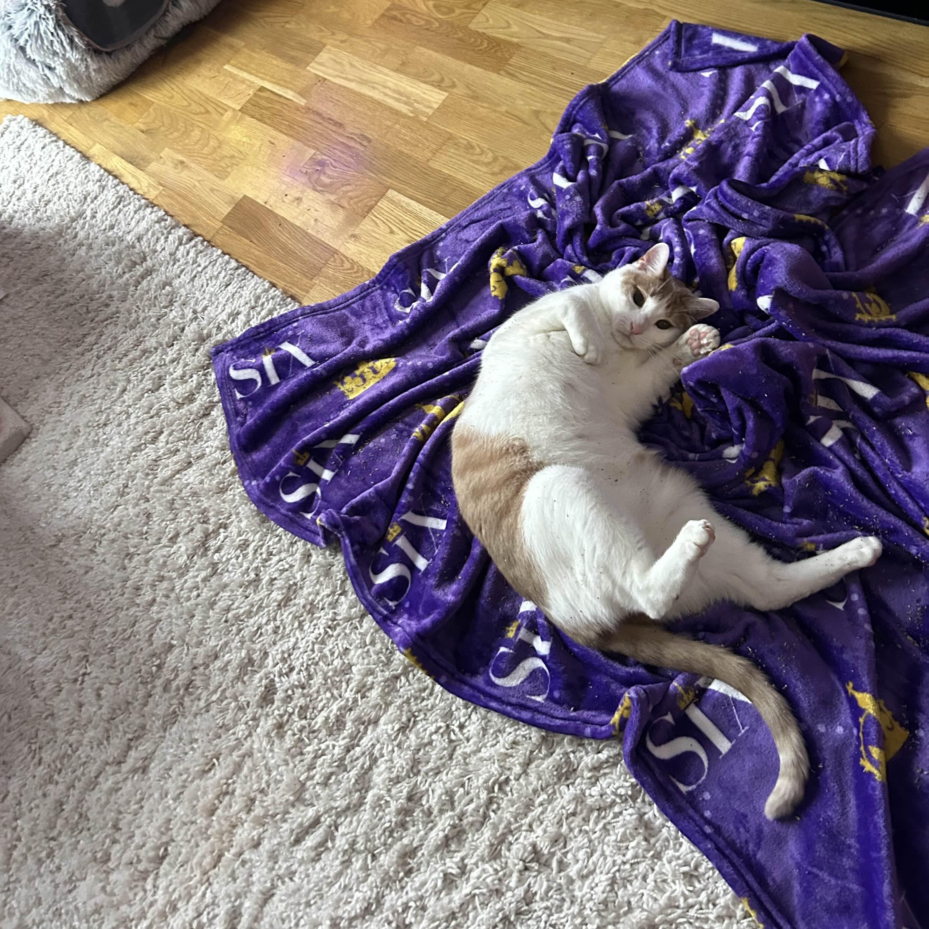 Marmalade, a Adoptable Domestic Short Hair in Florham Park, NJ image 3/6