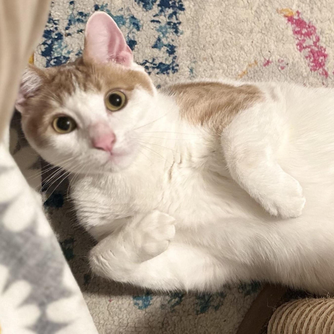 Marmalade, Adoptable, Adult Male Domestic Short Hair.