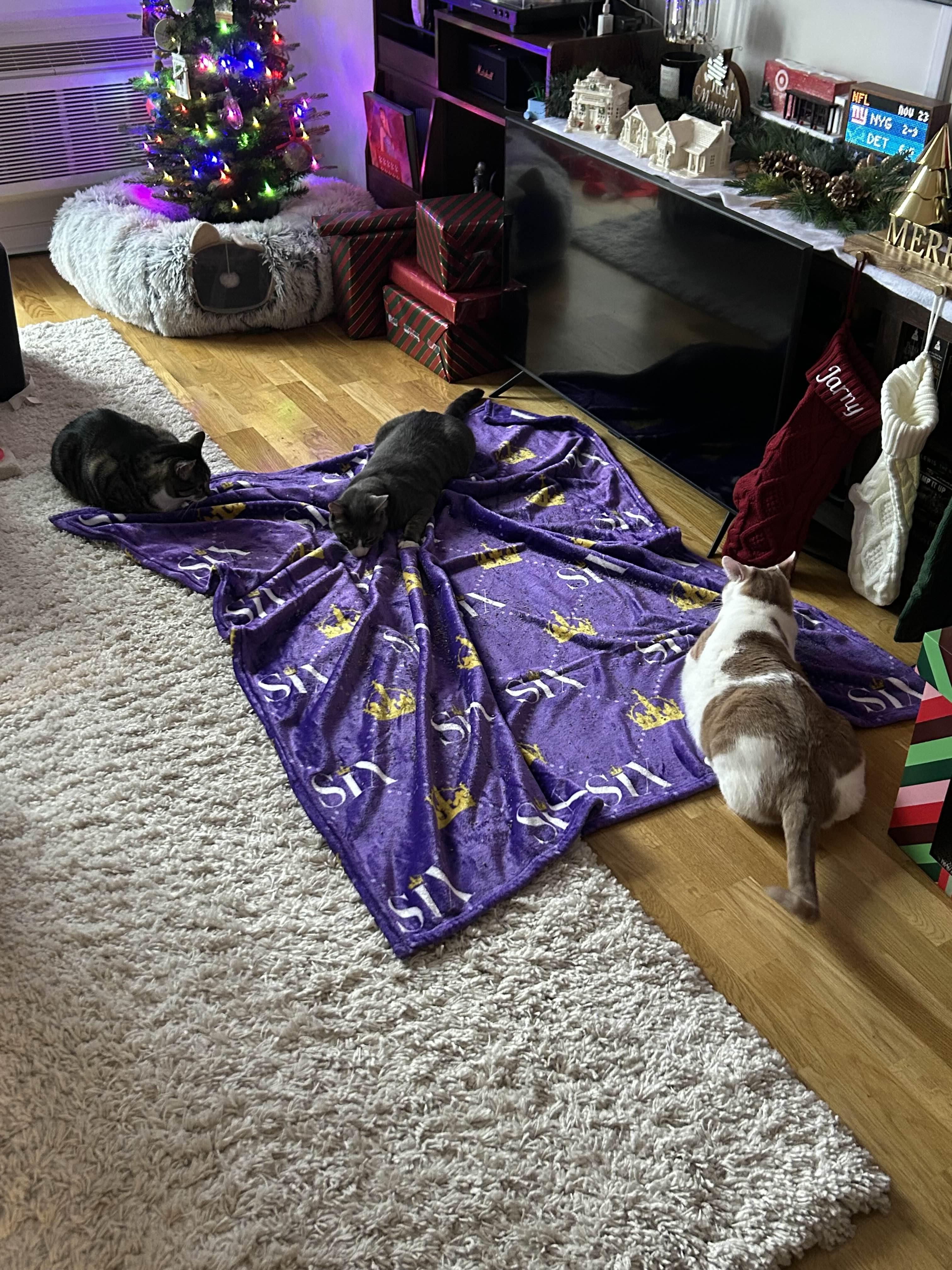 Marmalade, a Adoptable Domestic Short Hair in Florham Park, NJ image 6/6