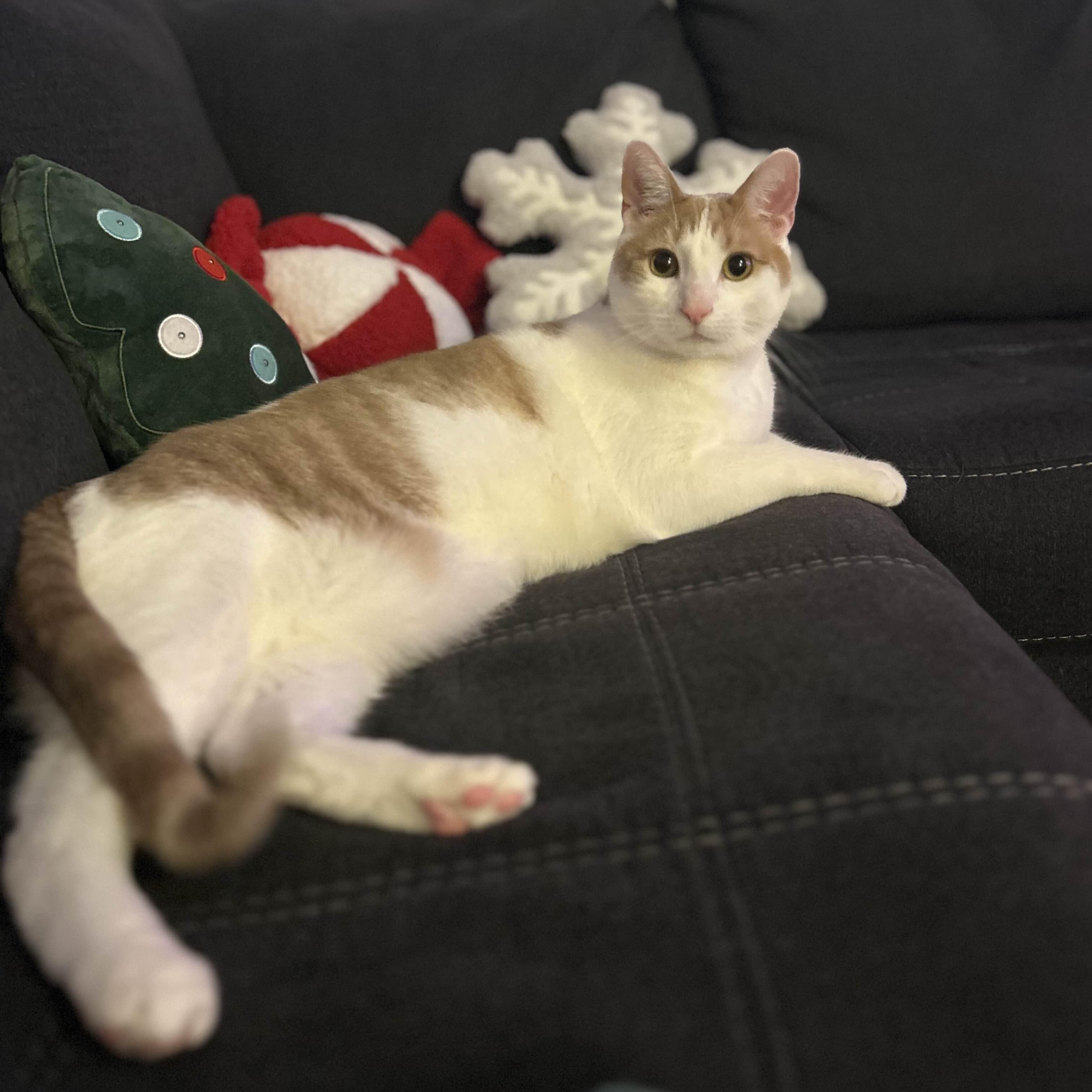 Marmalade, a Adoptable Domestic Short Hair in Florham Park, NJ image 1/6