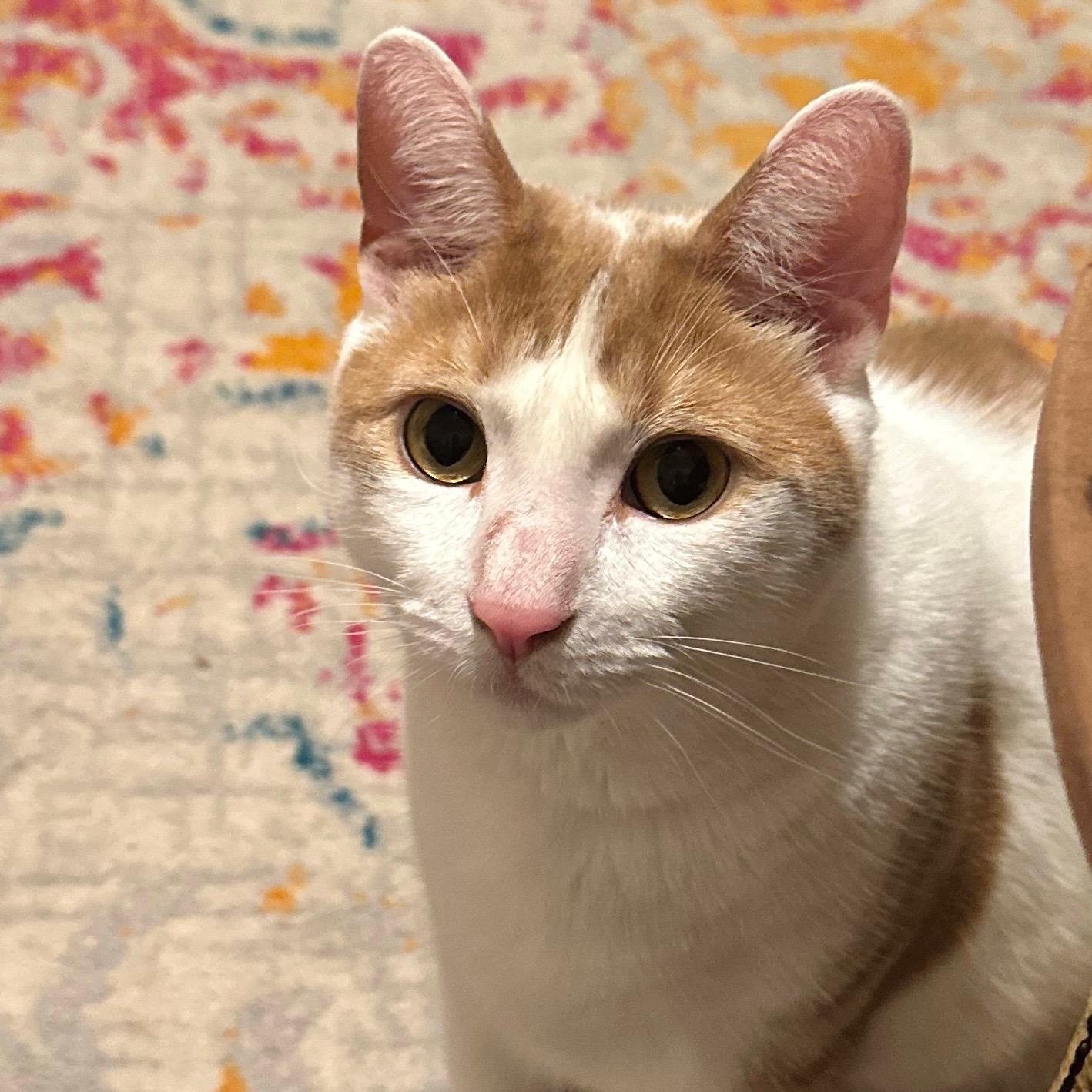 Marmalade, a Adoptable Domestic Short Hair in Florham Park, NJ image 5/6