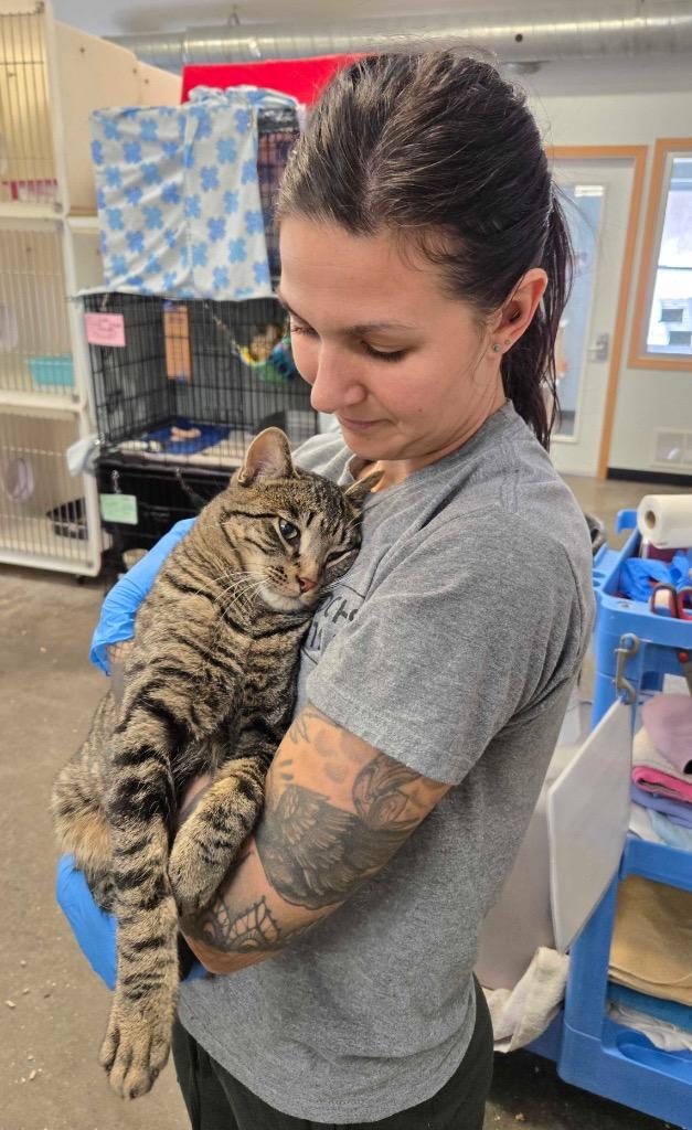 Reuben, Adoptable, Young Male Domestic Short Hair.