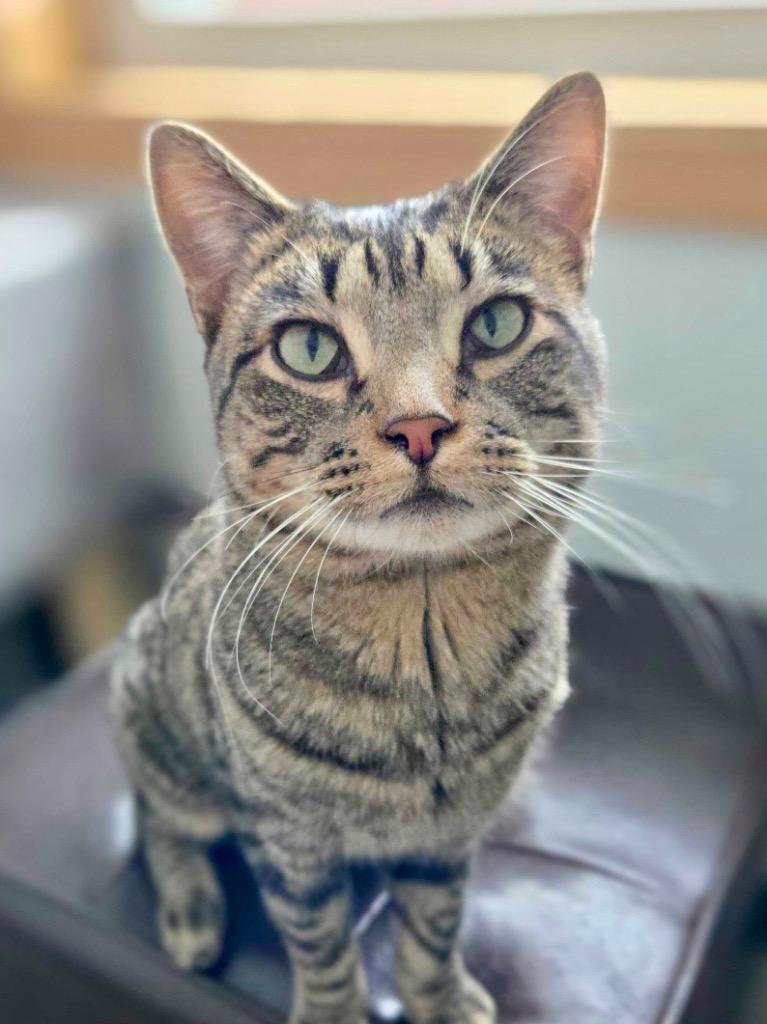 Enlarge Reuben, a Adoptable mixed breed in Menomonie, WI image 2/4