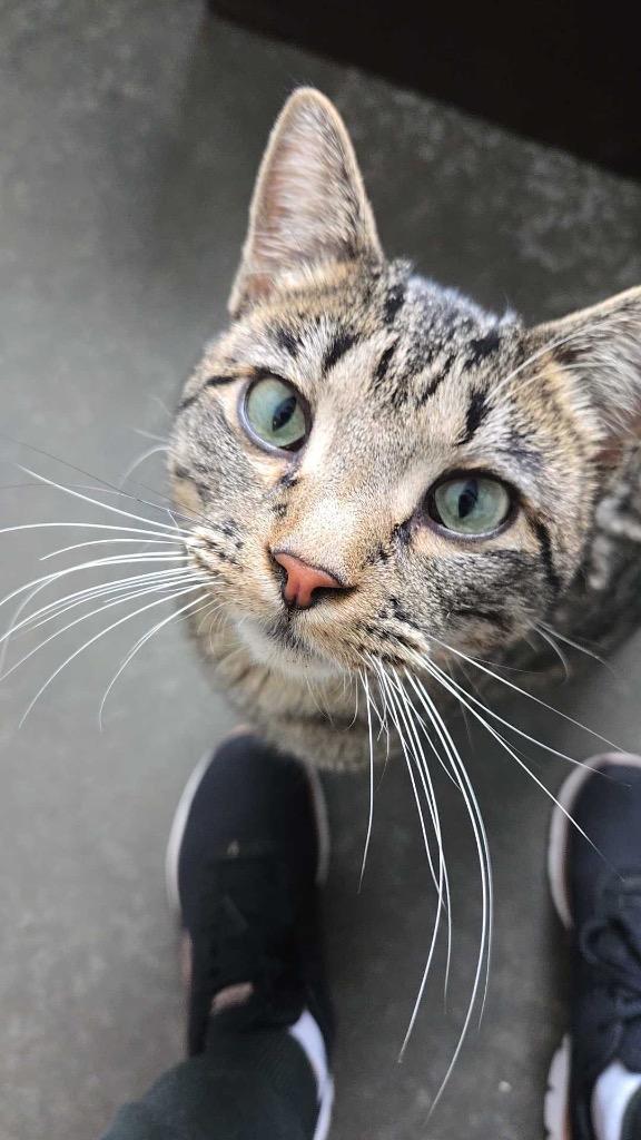 Enlarge Reuben, a Adoptable mixed breed in Menomonie, WI image 3/4