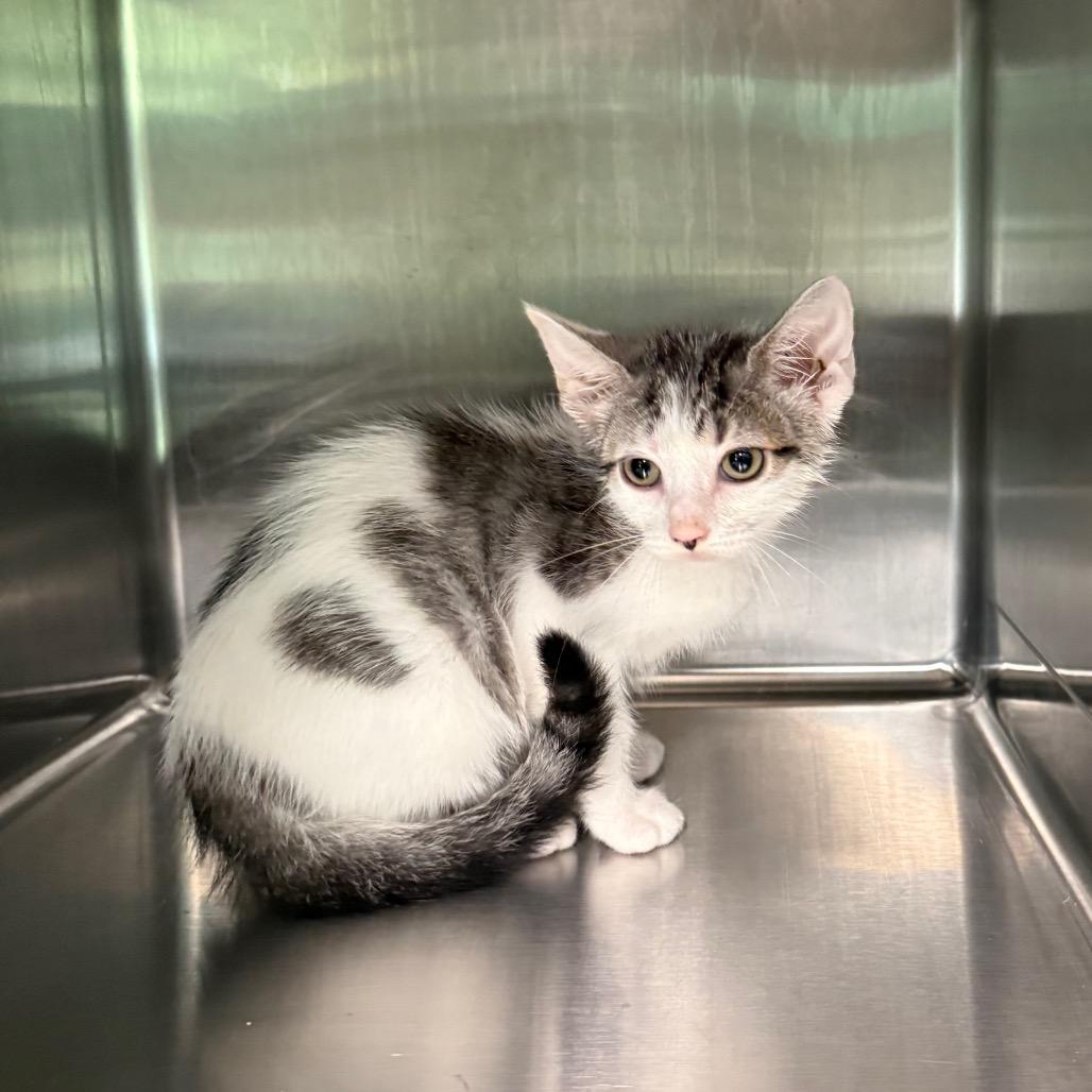 Moss 4056, Adoptable, Kitten Male American Shorthair.