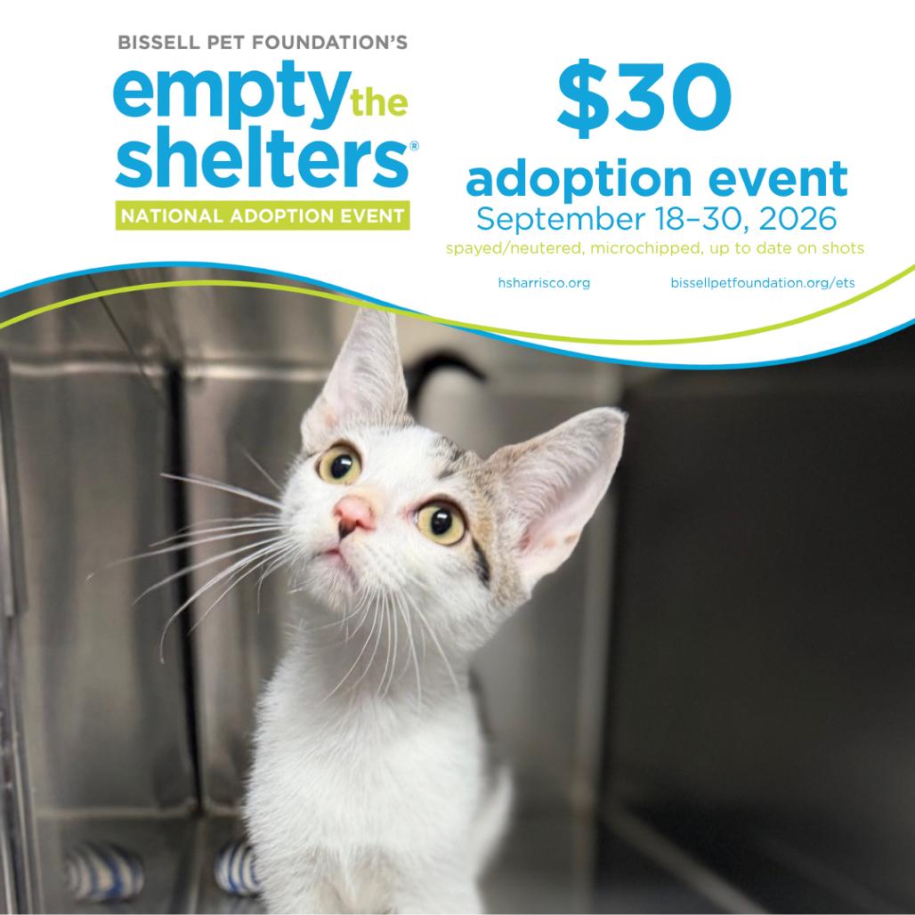 Enlarge Moss 4056, a Adoptable American Shorthair in Hamilton, GA image 2/6