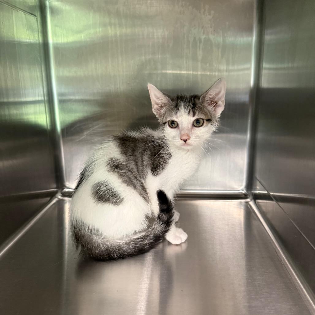 Enlarge Moss 4056, a Adoptable American Shorthair in Hamilton, GA image 3/6