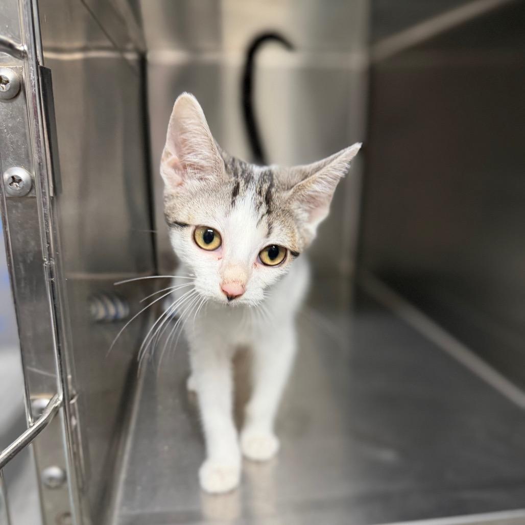 Enlarge Moss 4056, a Adoptable American Shorthair in Hamilton, GA image 4/6