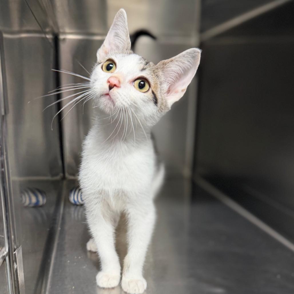 Enlarge Moss 4056, a Adoptable American Shorthair in Hamilton, GA image 5/6