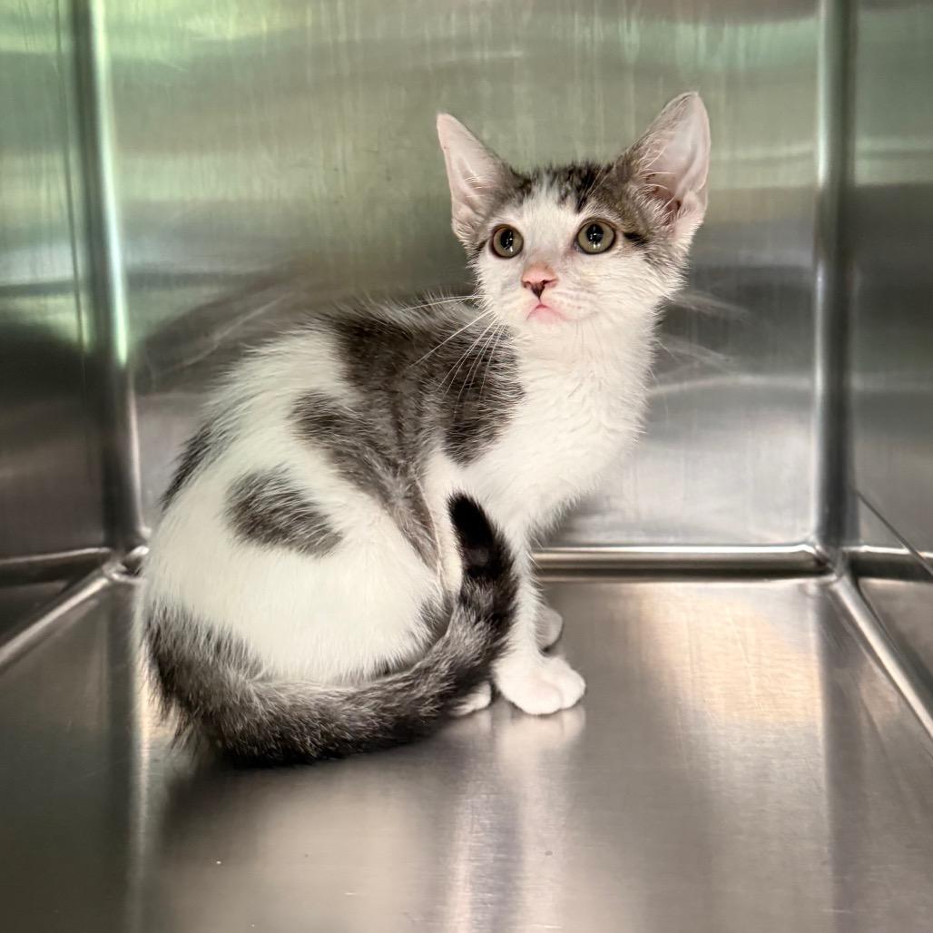 Enlarge Moss 4056, a Adoptable American Shorthair in Hamilton, GA image 6/6