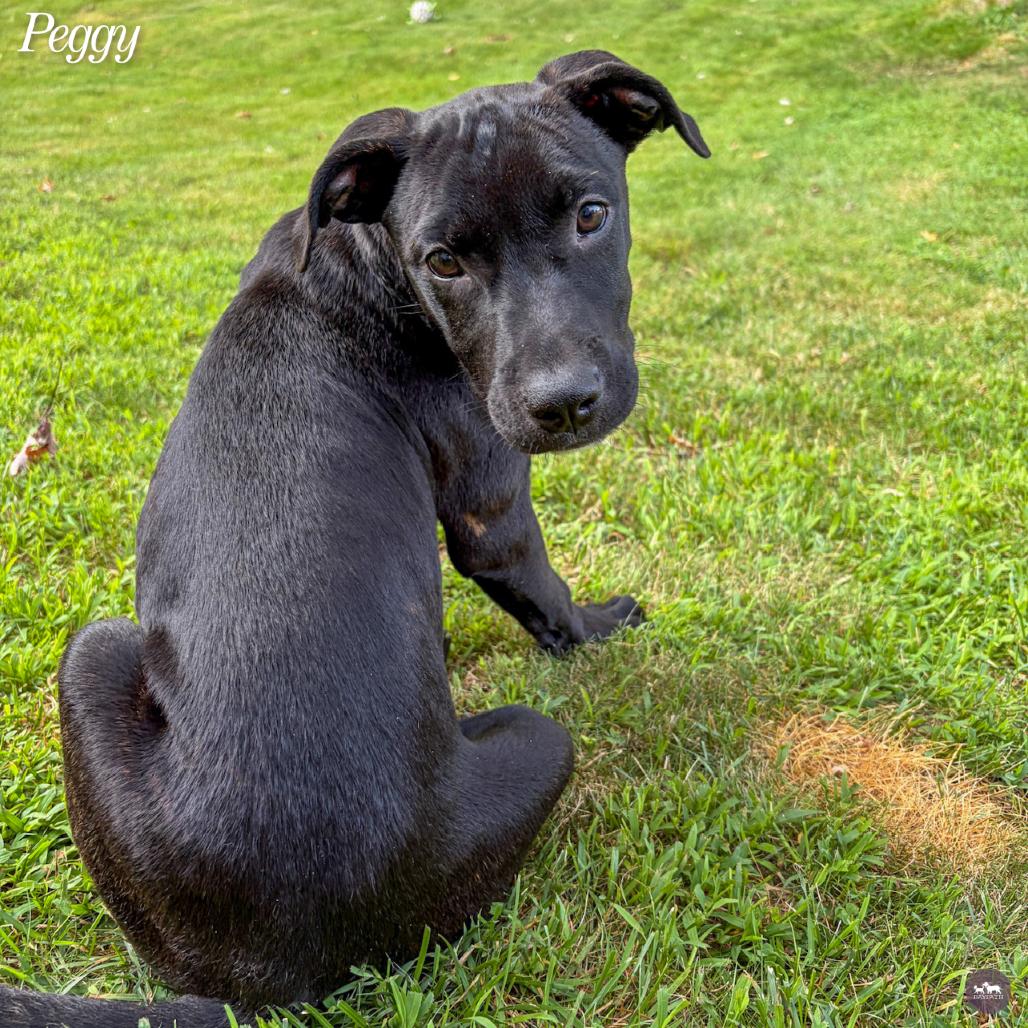 Peggy, Adoptable, Puppy Female Mixed Breed & Mixed Breed.