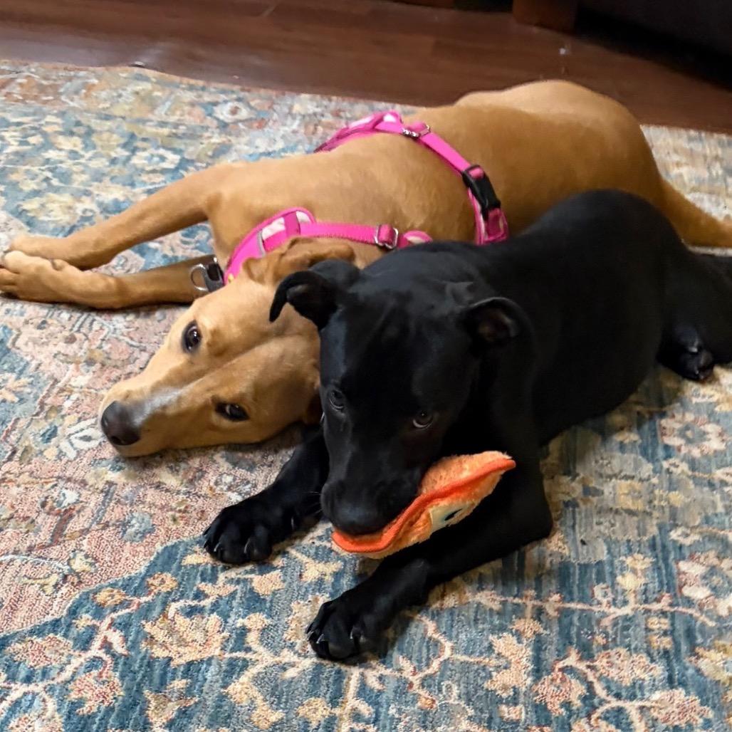 Enlarge Peggy, a Adoptable mixed breed in Hopkinton, MA image 3/6