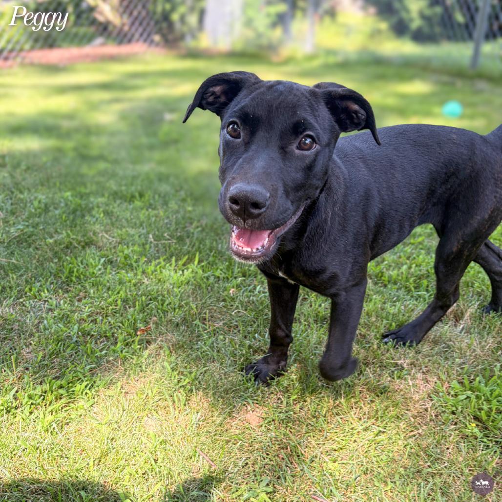Enlarge Peggy, a Adoptable mixed breed in Hopkinton, MA image 4/6