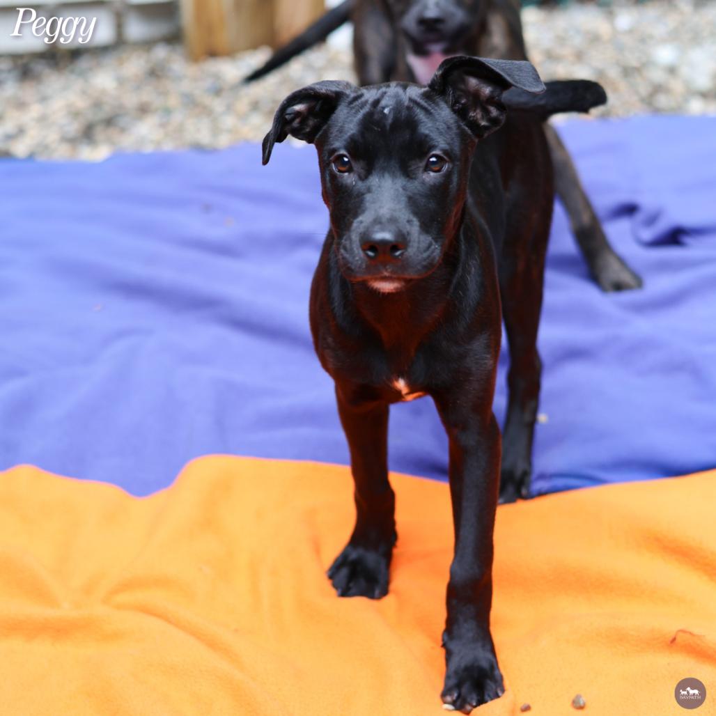 Enlarge Peggy, a Adoptable mixed breed in Hopkinton, MA image 5/6