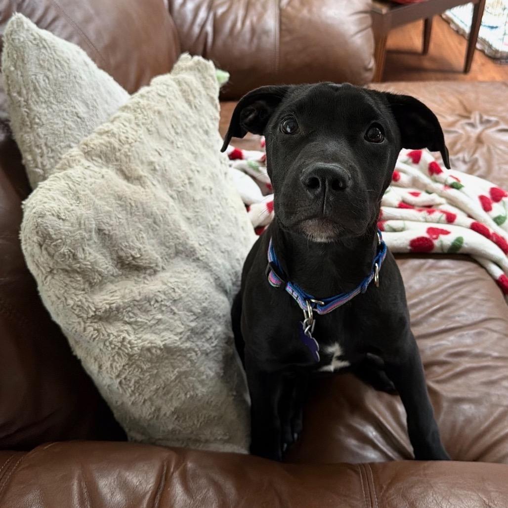 Enlarge Peggy, a Adoptable mixed breed in Hopkinton, MA image 6/6
