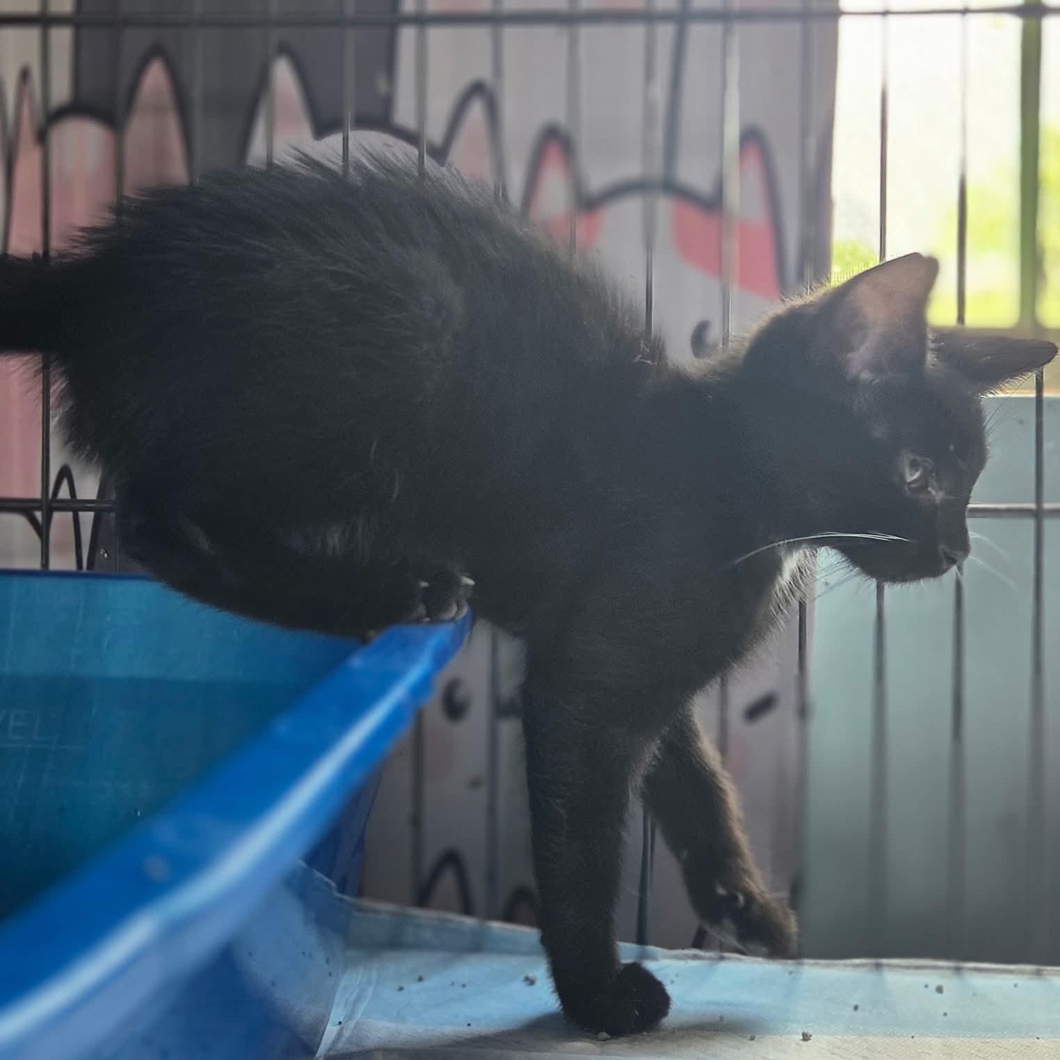 Jester, adopted, Kitten Male Domestic Short Hair.