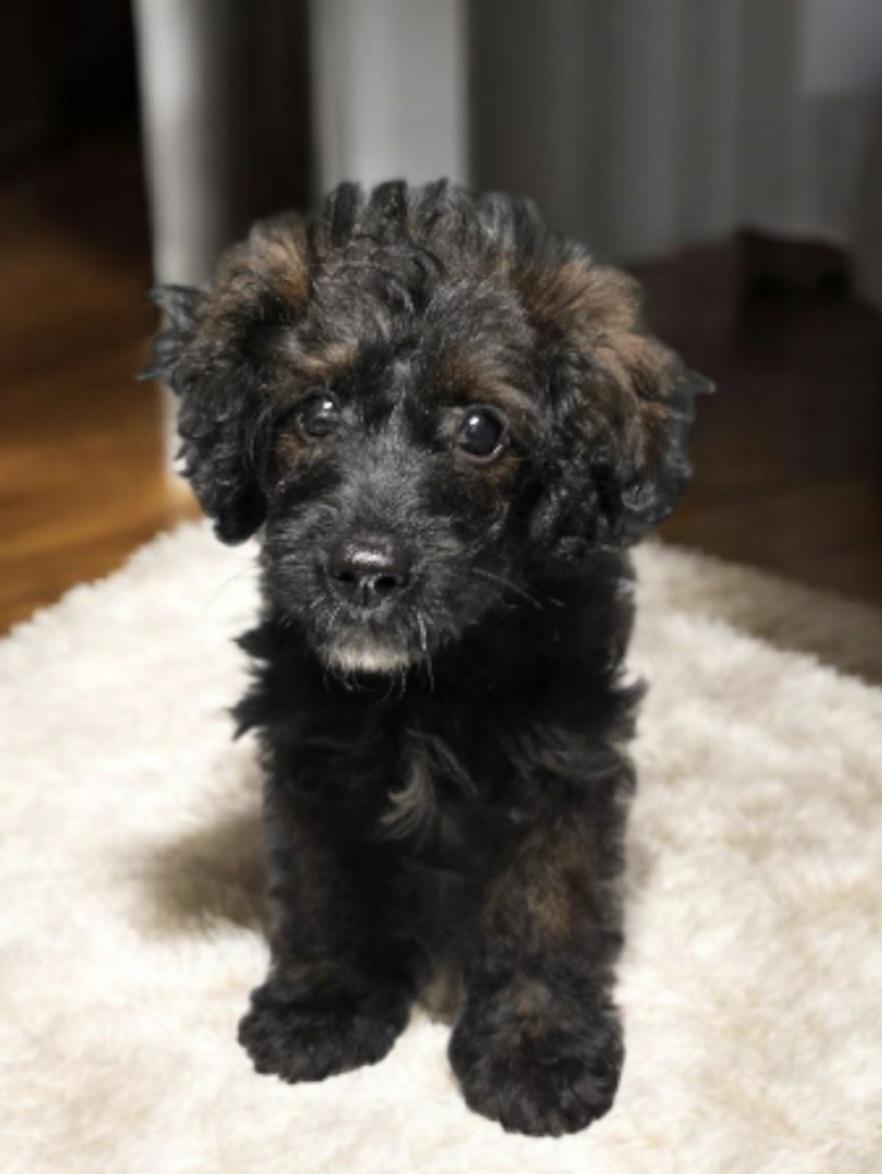 Photo of Baby Male Dachshund (Miniature Long Haired) Black, Brown / Chocolate
