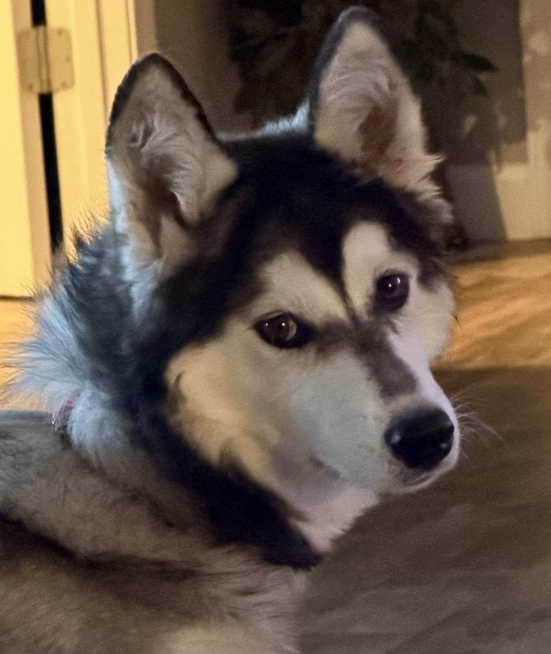 Remi, ADOPTABLE, Puppy Male Siberian Husky.