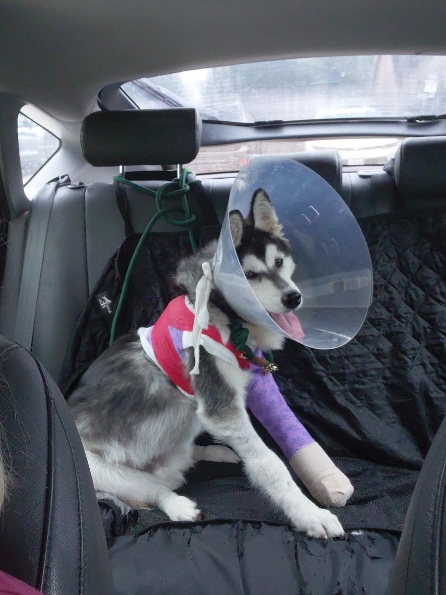 Enlarge Remi, a ADOPTABLE mixed breed in Jefferson City, MO image 4/6