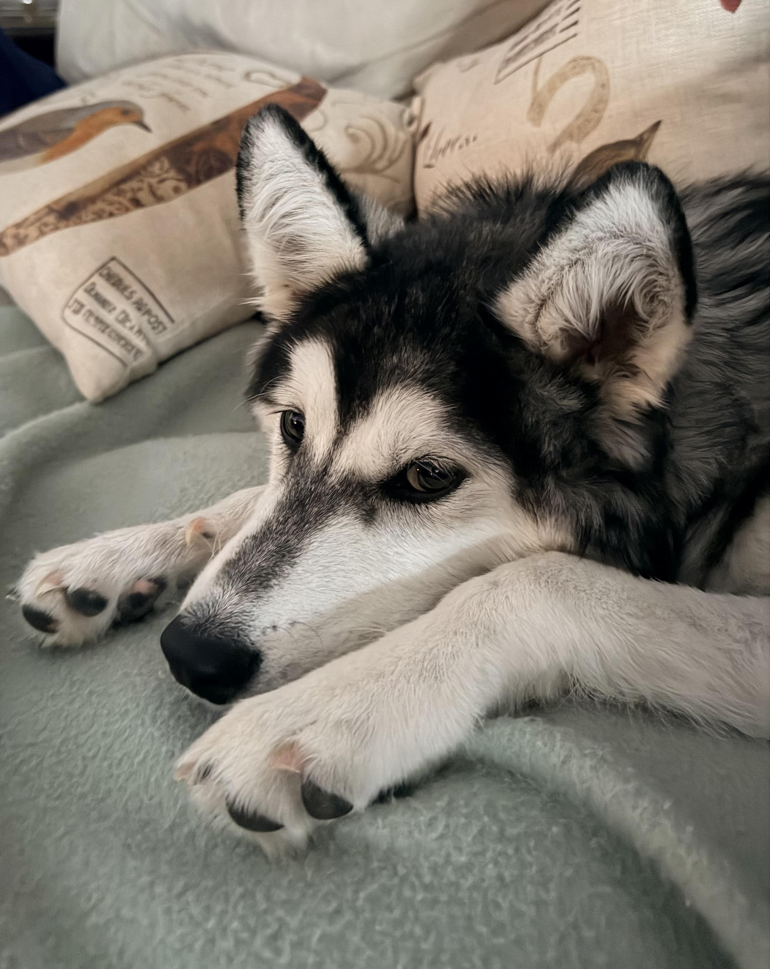 Enlarge Remi, a ADOPTABLE mixed breed in Jefferson City, MO image 5/6