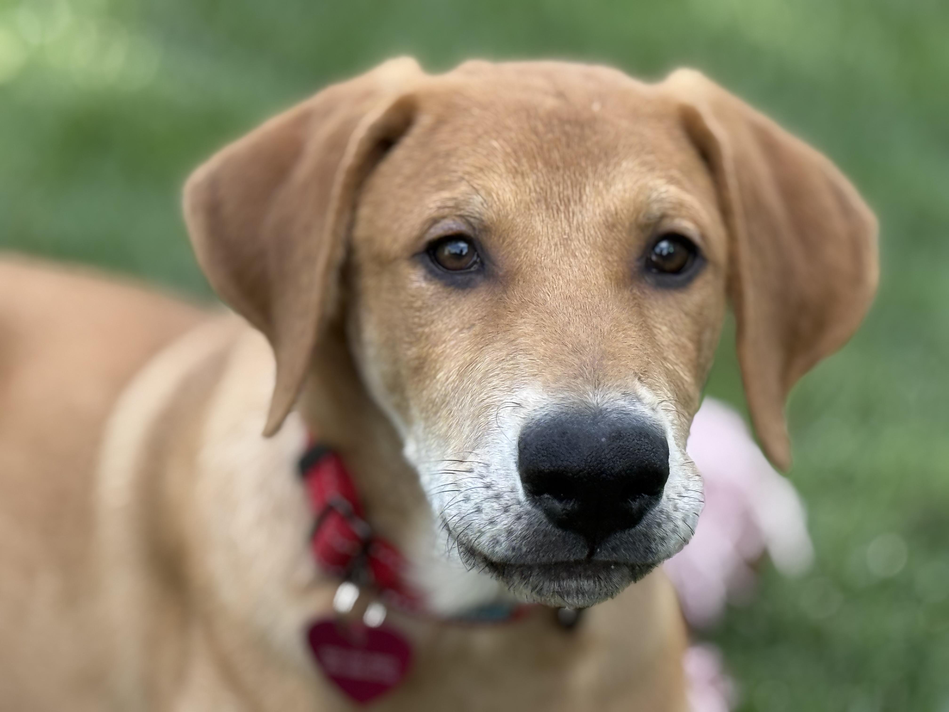 Beau, Adoptable, Puppy Male Great Pyrenees & Doberman Pinscher.