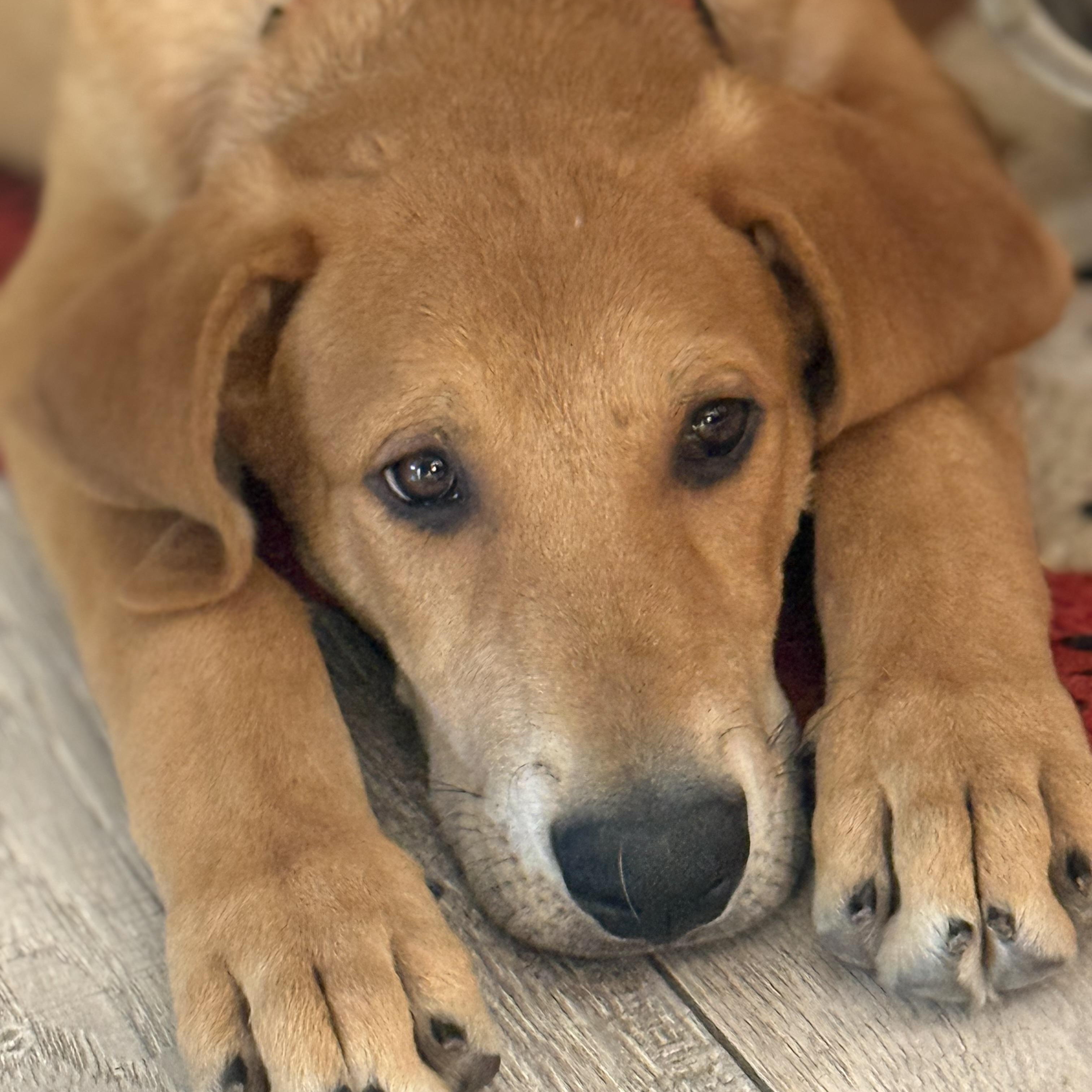 Enlarge Beau, a Adoptable mixed breed in Pleasanton, CA image 3/5