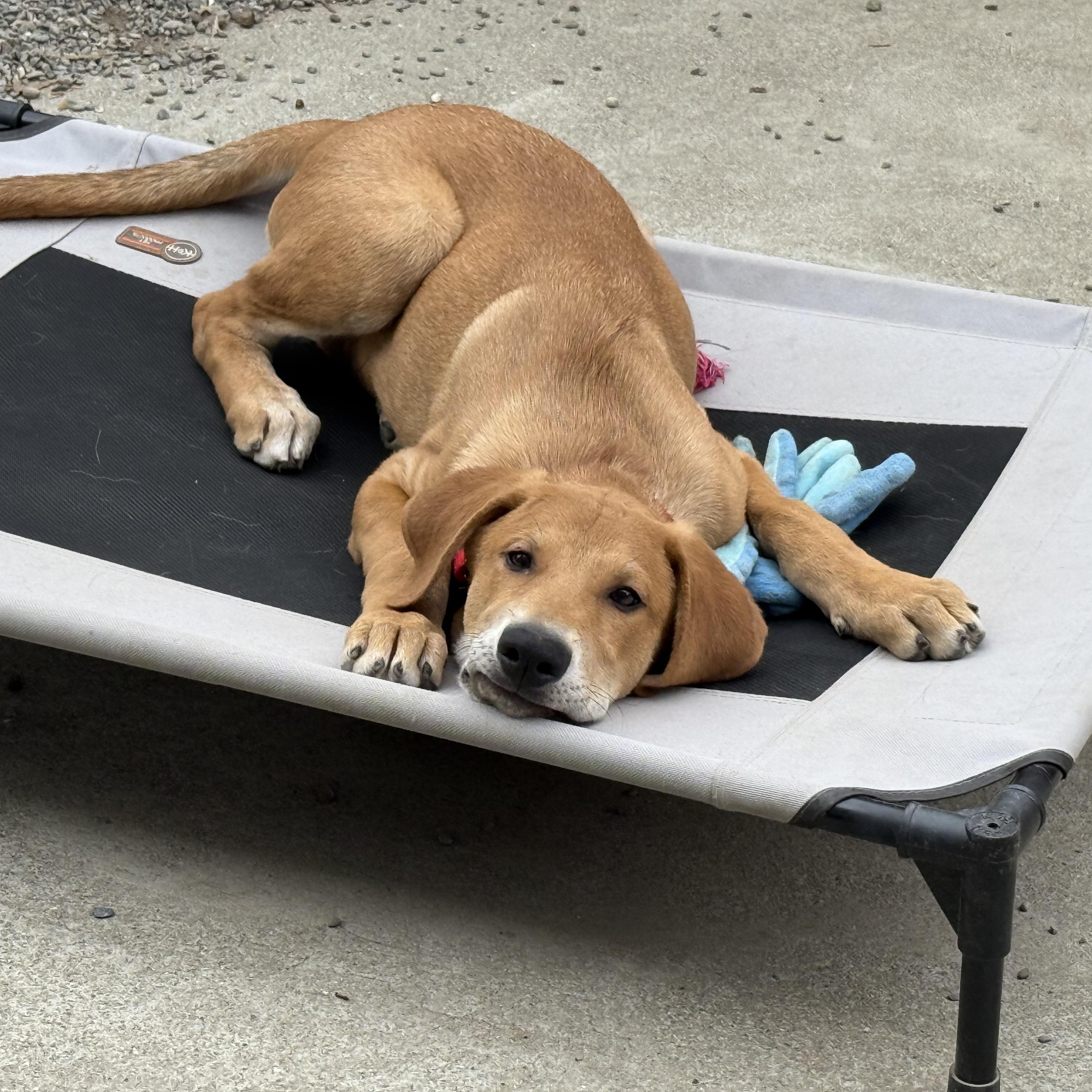 Enlarge Beau, a Adoptable mixed breed in Pleasanton, CA image 4/5