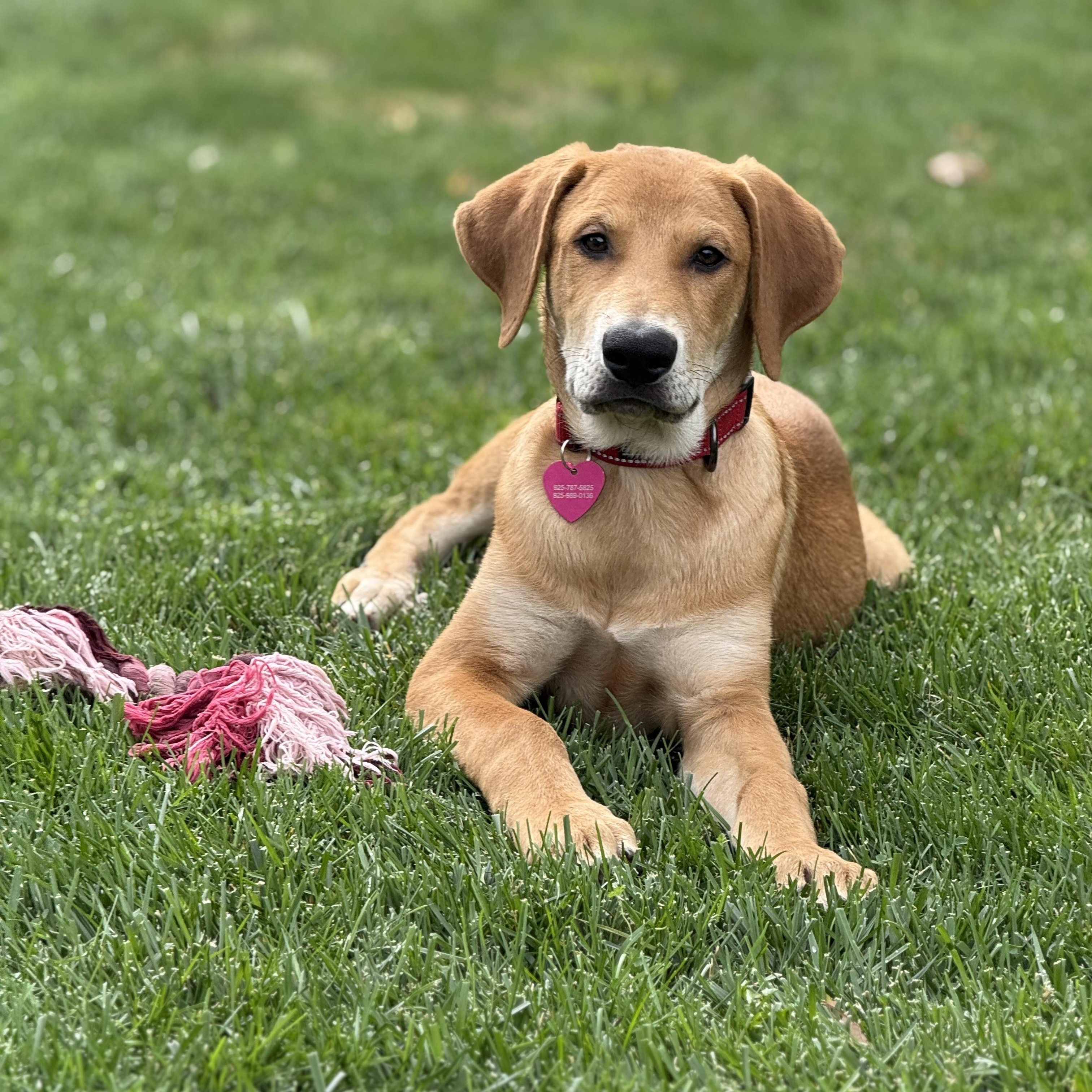 Enlarge Beau, a Adoptable mixed breed in Pleasanton, CA image 5/5