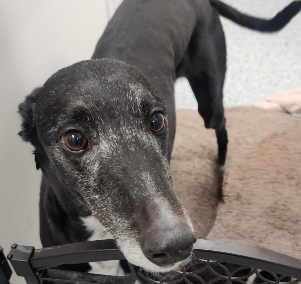 Stella, ADOPTABLE, Adult Female Greyhound.