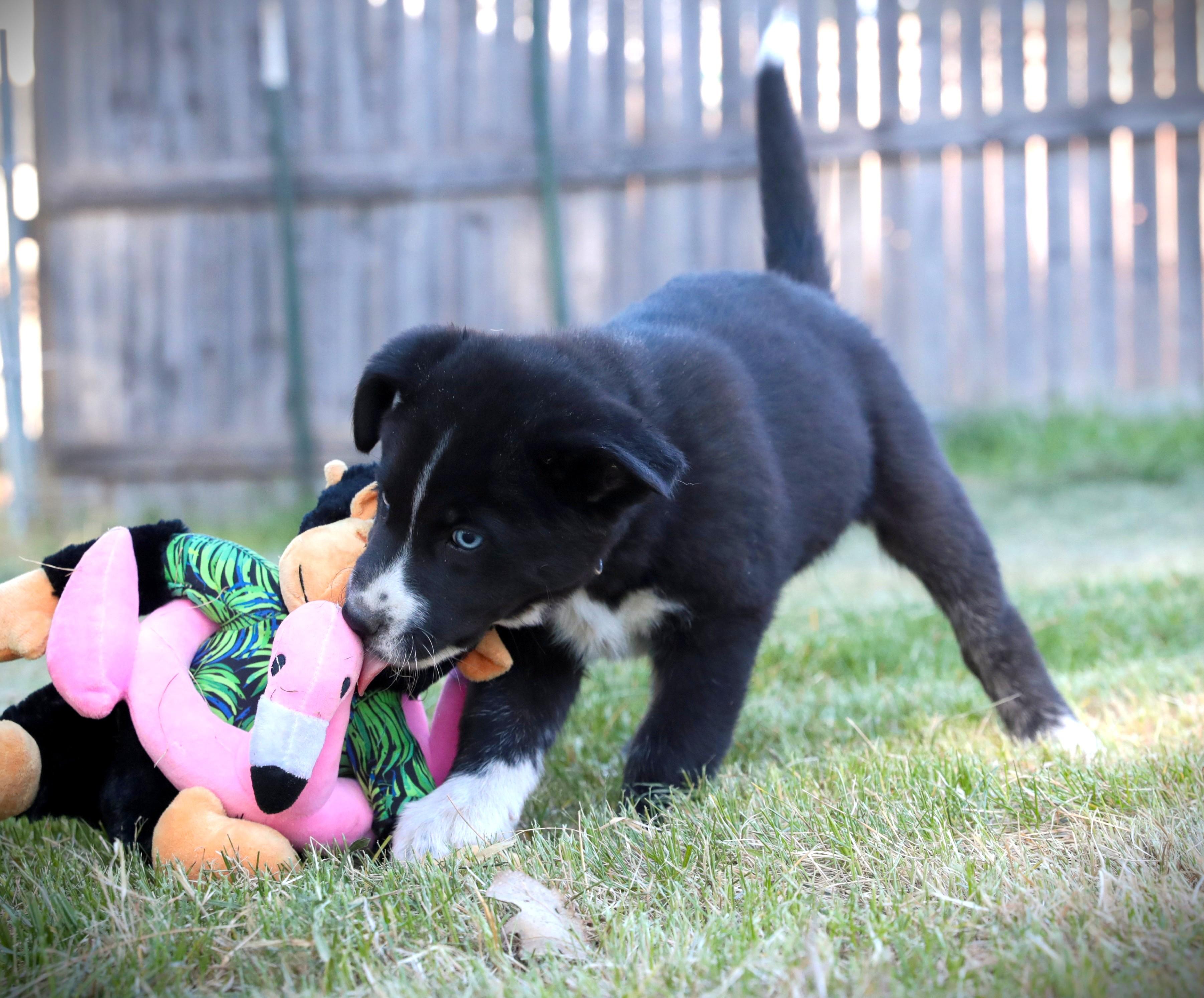Enlarge Blizzard, a ADOPTABLE Mixed Breed in Minneapolis, MN image 4/6