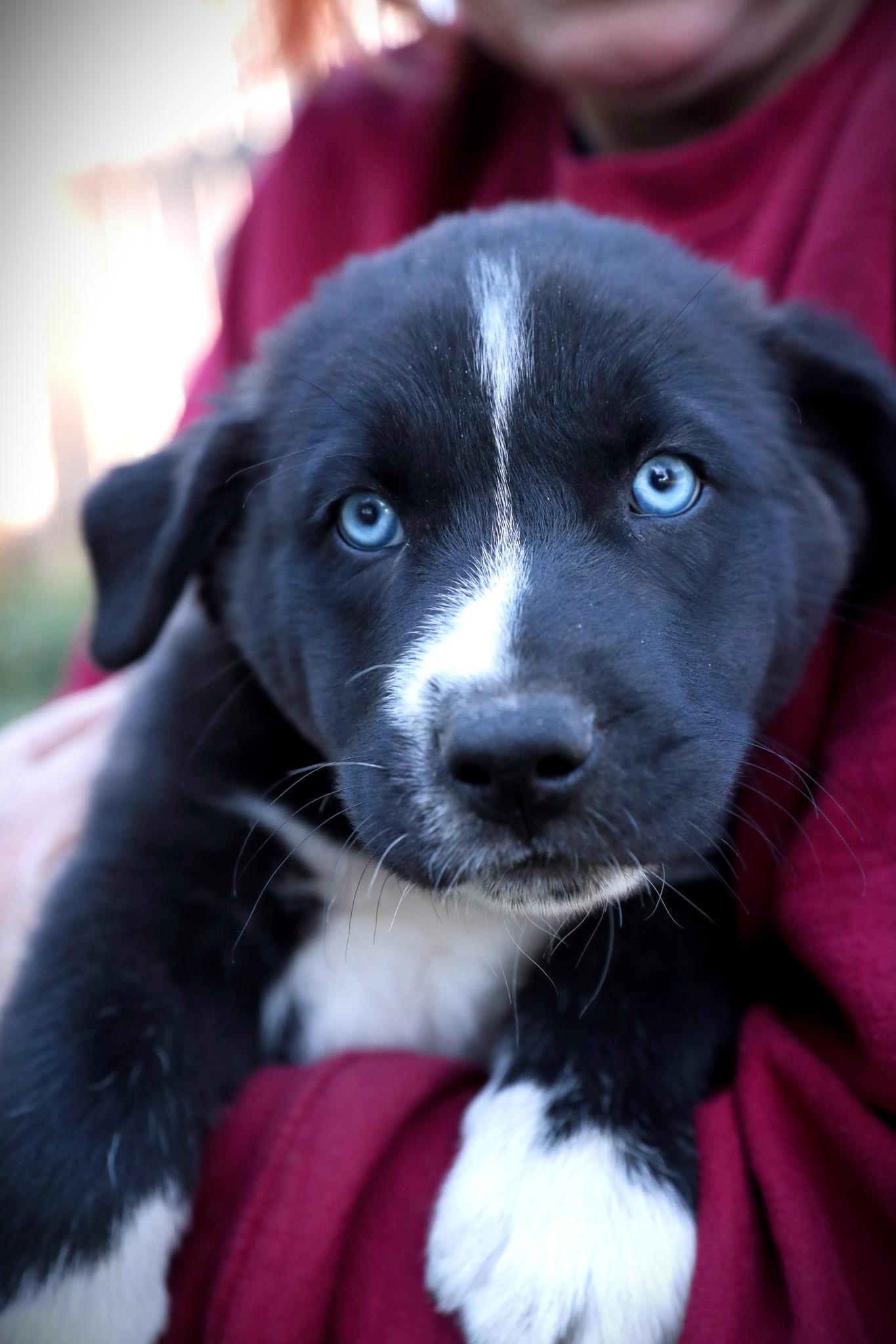 Enlarge Blizzard, a ADOPTABLE Mixed Breed in Minneapolis, MN image 2/6