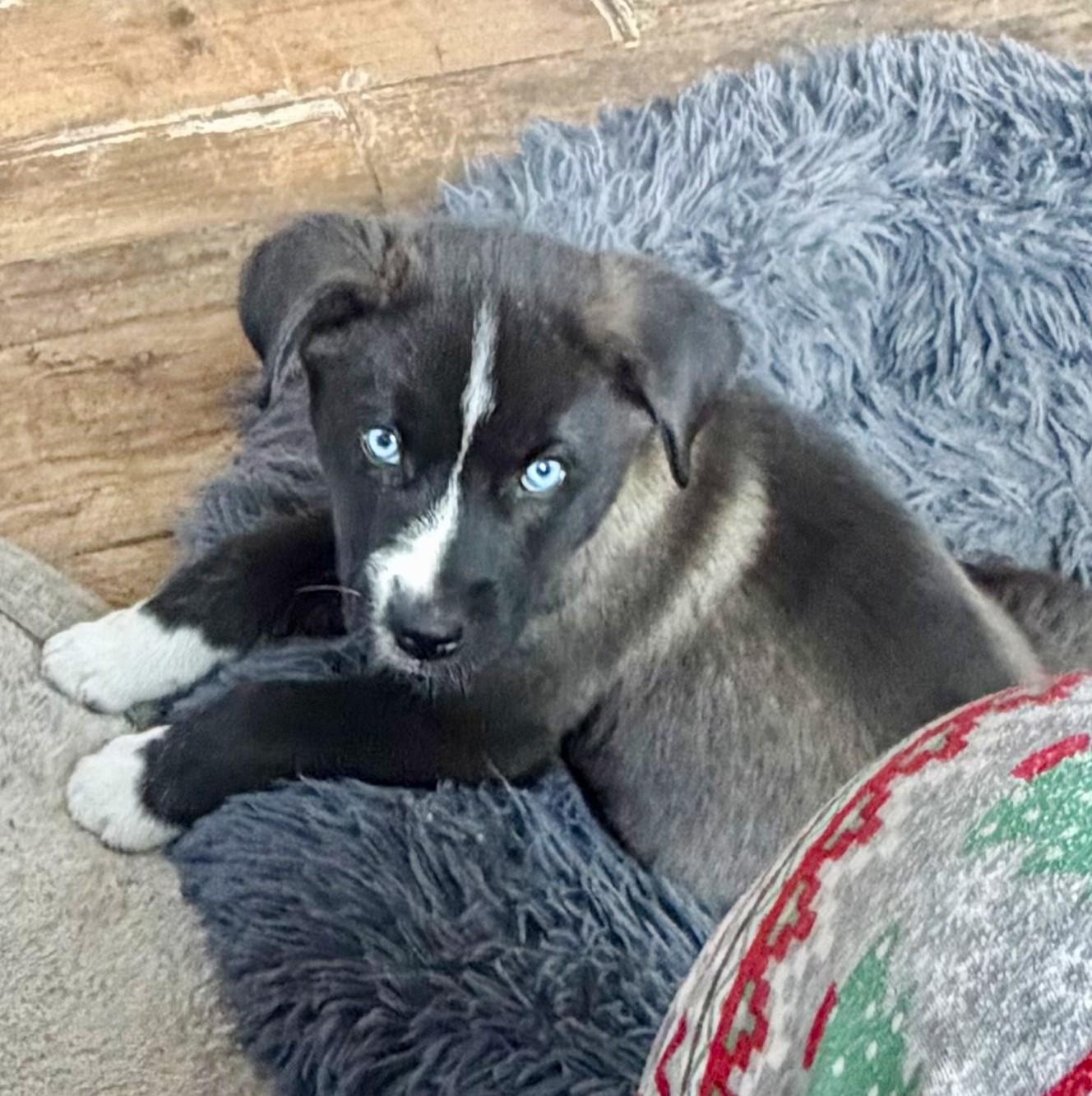 Enlarge Blizzard, a ADOPTABLE Mixed Breed in Minneapolis, MN image 1/6