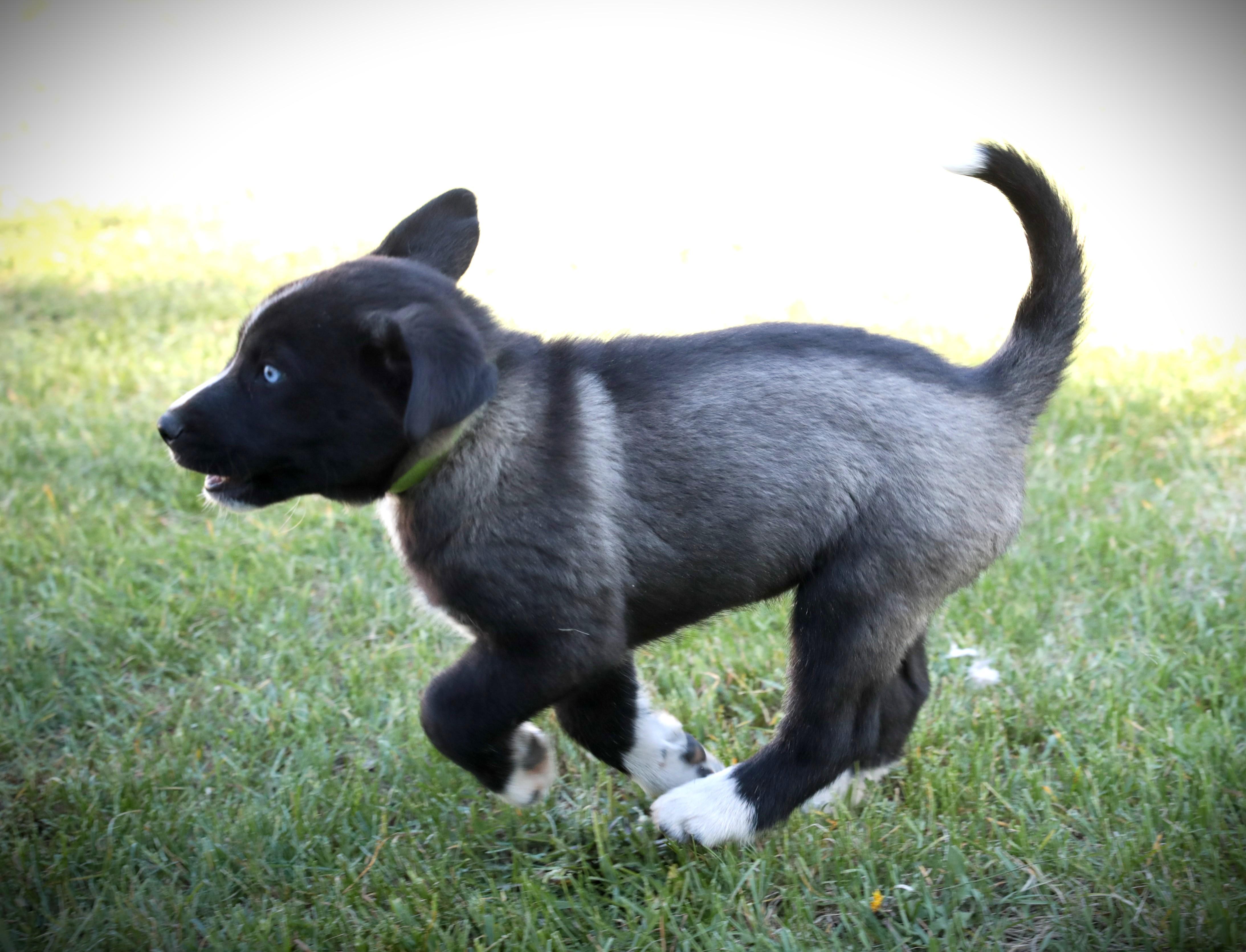 Enlarge Blizzard, a ADOPTABLE Mixed Breed in Minneapolis, MN image 3/6