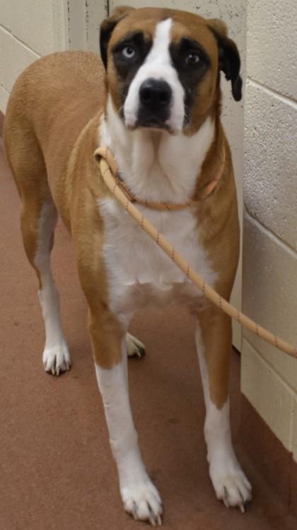 Enlarge Samus, an adopted mixed breed in Spanish Fork, UT image 1/1