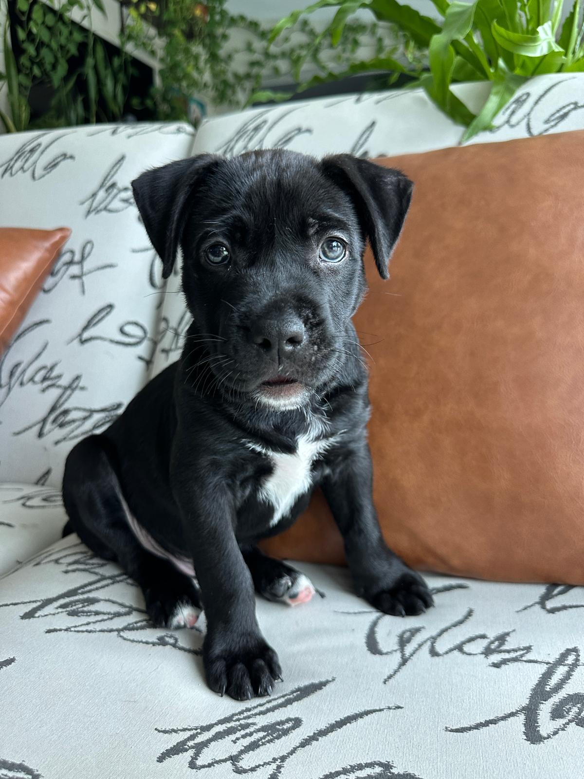 Aubrey, Baby Male Mixed Breed